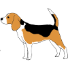 Beagle hunting dog