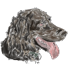 Quaildog