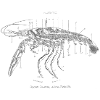 Shrimp
