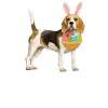 Påske Beagle Dog med Bunny Ører