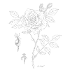 Rose Botanical Plate