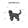 Anatomia del cane da acqua portoghese