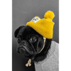 Chien