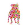 Bulldog