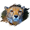 Guépard