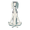 Dog Saluki dog meditate