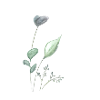 Flower 1