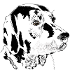 Labrador