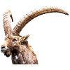 Capricorn