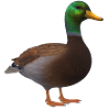 3D duck
