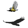 Titmouse and eagle