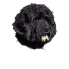 Hund Portugiesischer Wasserhund