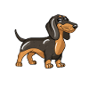 Chien teckel