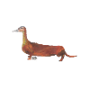 Dachshund Duck Miss Duckl