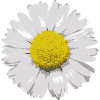 Marguerites