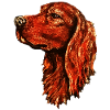 Irish setter portrait