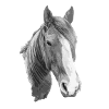 Pferd