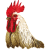 Rooster