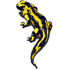 Salamander night