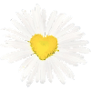 Gaensebluemchen Herz