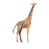 Giraf Afrika wildernis savanne veelhoek cadeau