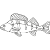 Perch line drawing