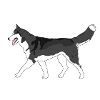Siberian Husky