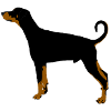 Doberman pinscher