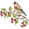 Bunter Vogel