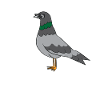 Pigeon - Cool pigeon with sunglasses