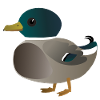 Cute little duck