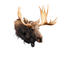 Orignal
