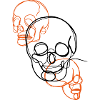 Skulls