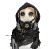 Post-apocalyptic dog