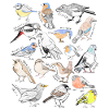 Birds Sketch Drawing Collage