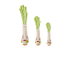 Lauch Crew