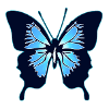 Papillon bleu
