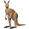 3D Känguru