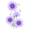Anémonas Lilas