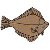 plaice