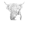 Hochland Rind Highland Cattle