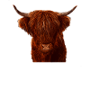 Hochland Rind Highland Cattle