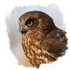 Conception de hibou