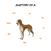 Saluki anatomie chien cadeau