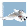 Dove "FREEDOM"