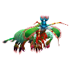 3D mantis shrimp