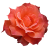 Biodanza-Rose