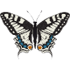 hand drawn swallowtail butterfly