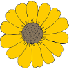 sonnenblume sunflower