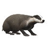 3D badger